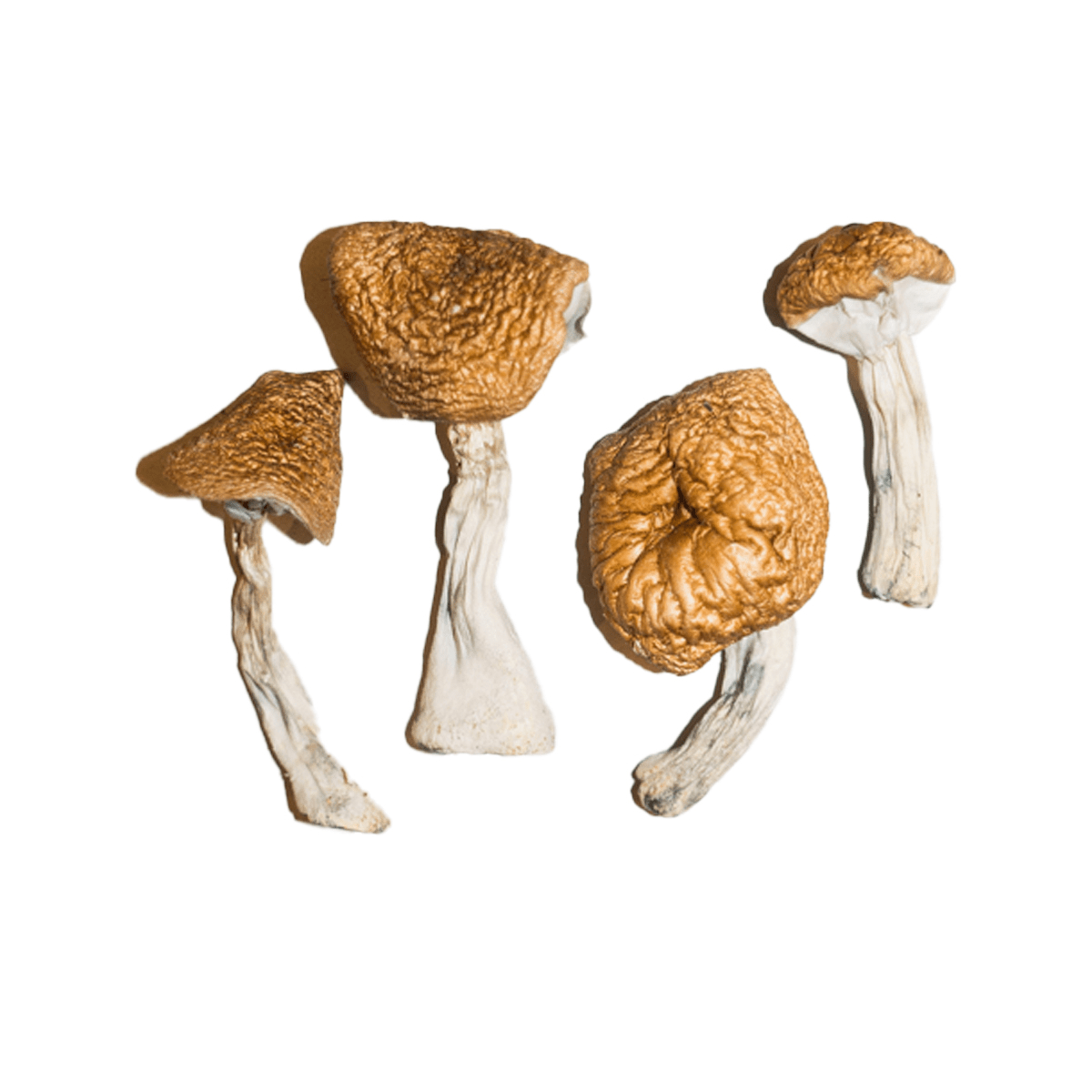 BURMESE MAGIC MUSHROOM - Image 2