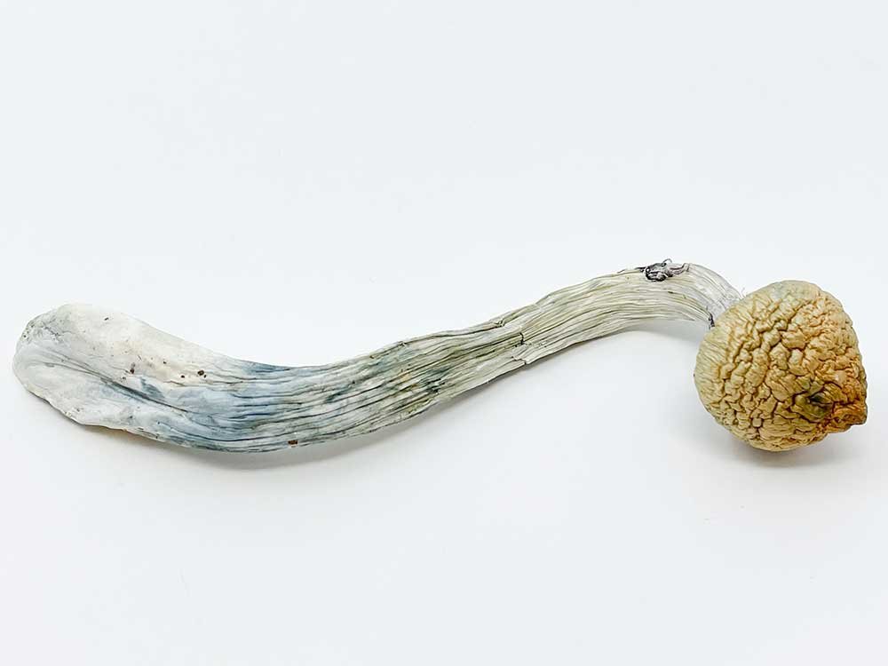 DADDY LONG LEGS MAGIC MUSHROOM - Image 2