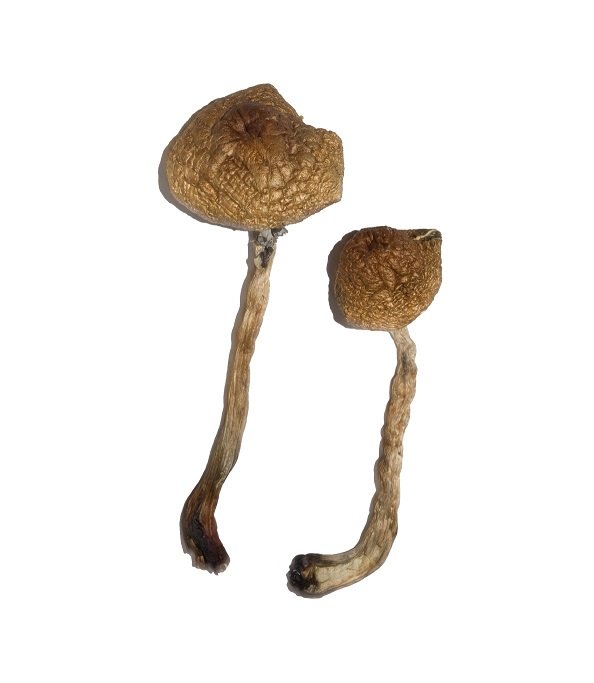 MALABAR MAGIC MUSHROOM - Image 2