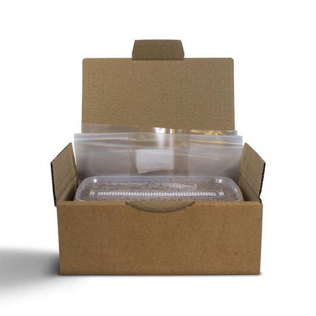 Magic Mushroom Grow Kit Red Boy XL by Mondo® - Image 2