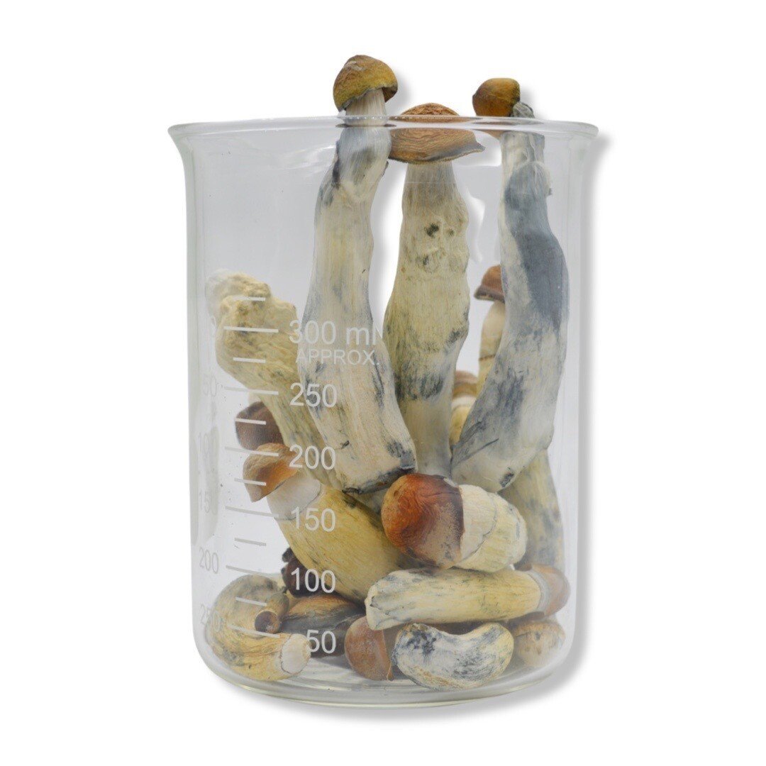 Lyophilized Penis Envy Magic Mushrooms