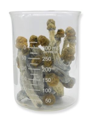Blue Goba Magic Mushrooms