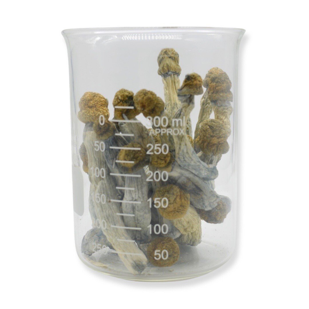 Blue Goba Magic Mushrooms