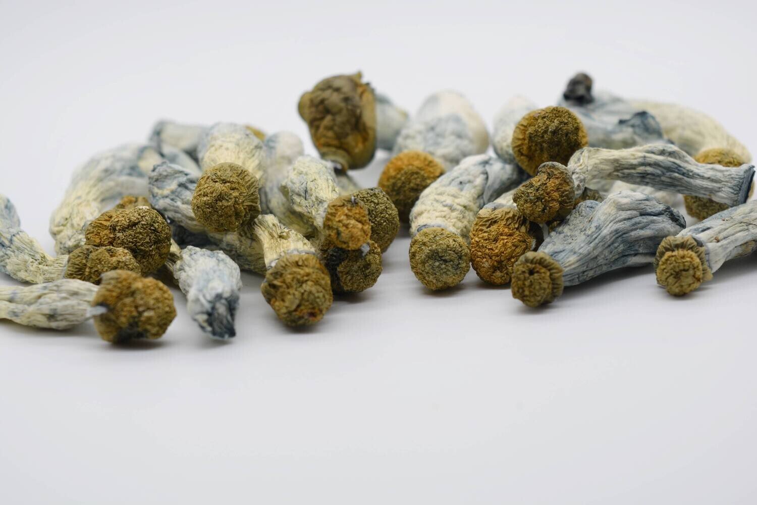 Blue Goba Magic Mushrooms - Image 2